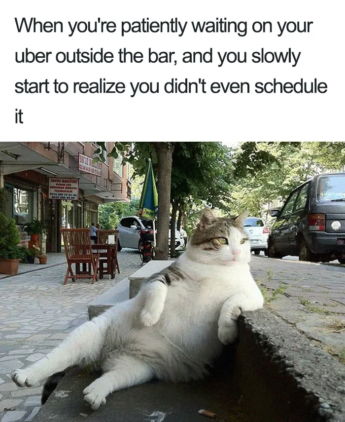 20 Hilarious Uber Animal Memes
