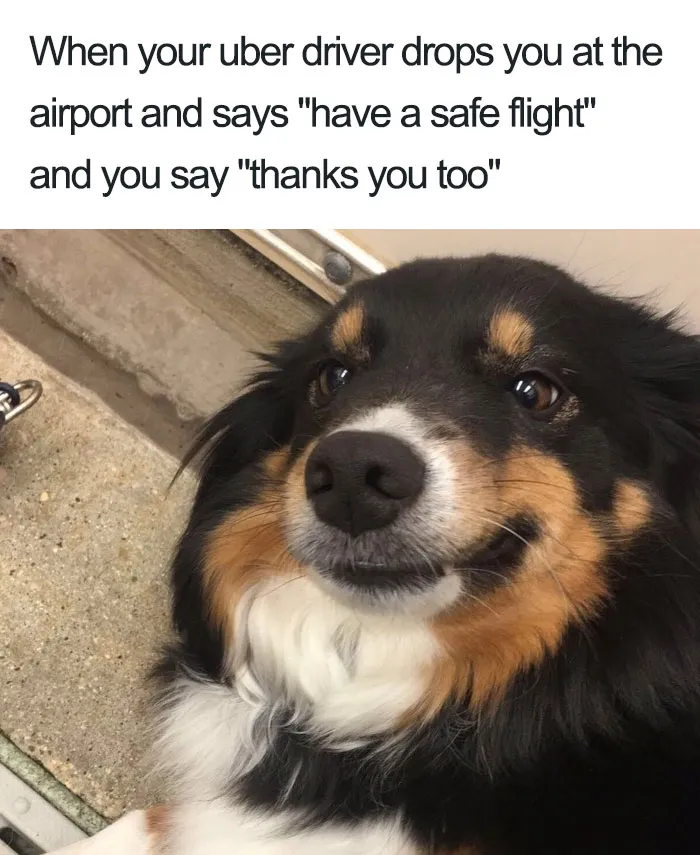 20 Hilarious Uber Animal Memes