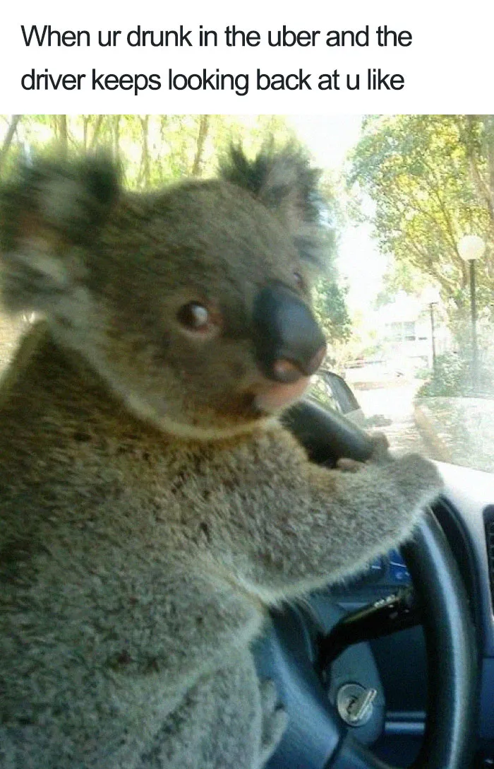 20 Hilarious Uber Animal Memes