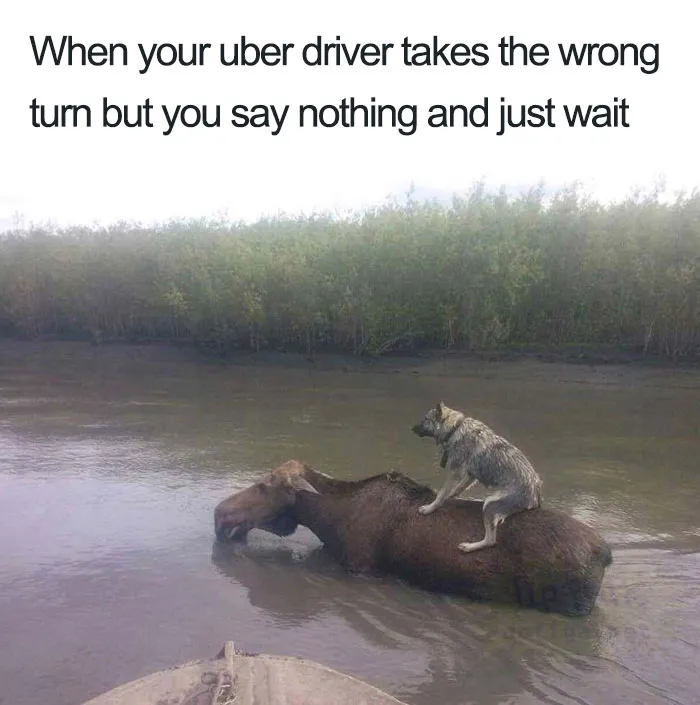 20 Hilarious Uber Animal Memes