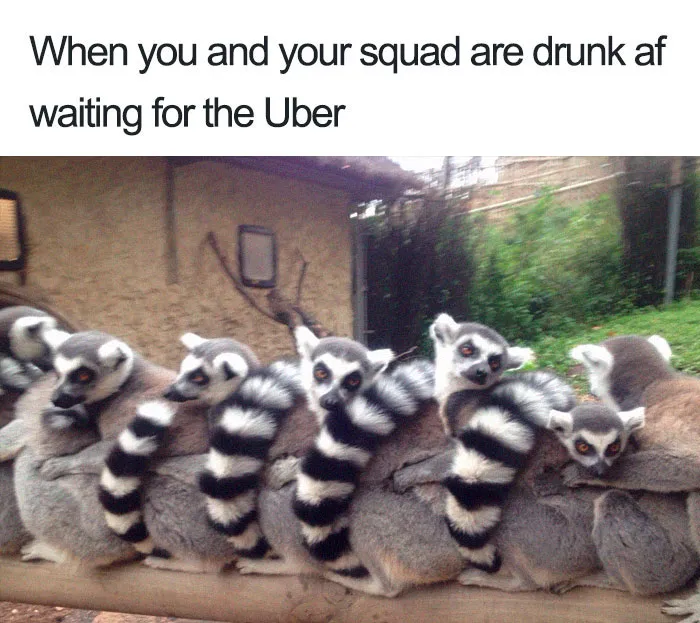 20 Hilarious Uber Animal Memes