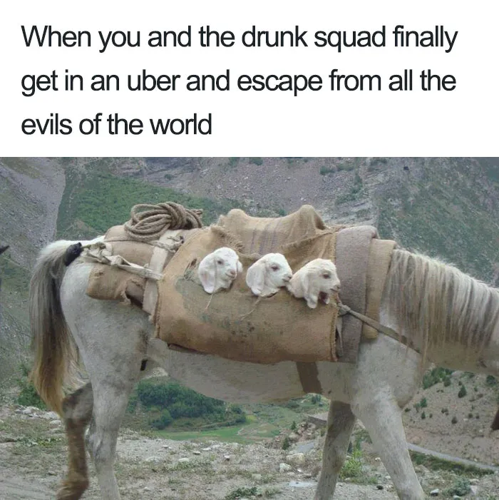 20 Hilarious Uber Animal Memes