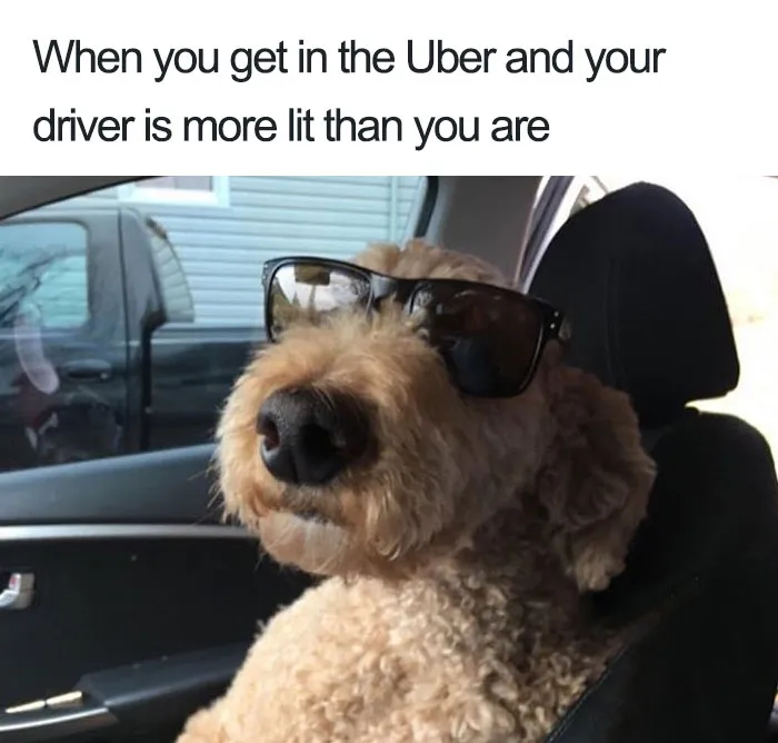 20 Hilarious Uber Animal Memes