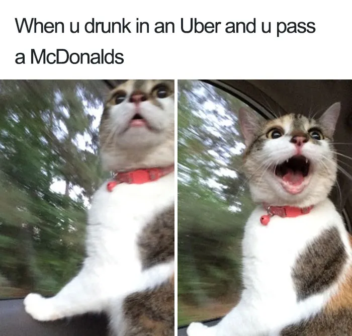 20 Hilarious Uber Animal Memes