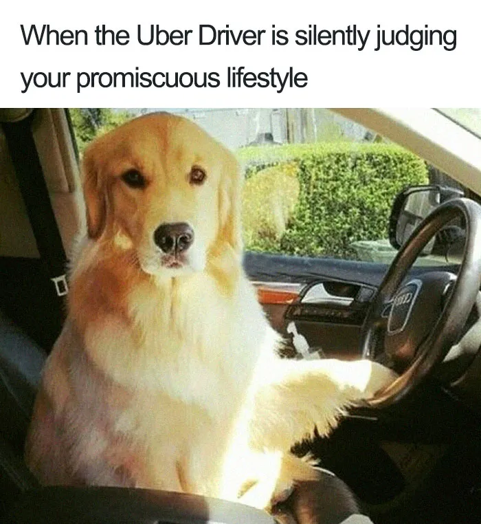 20 Hilarious Uber Animal Memes