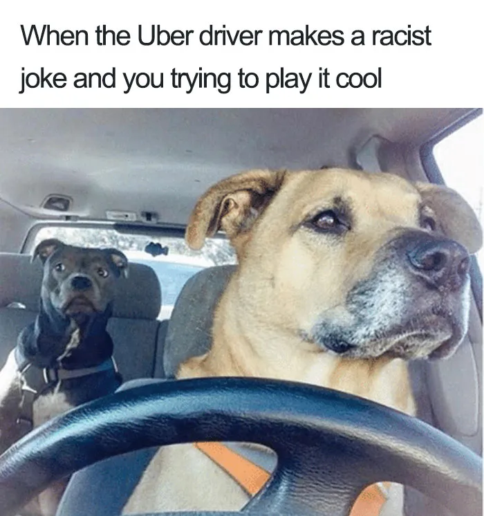 20 Hilarious Uber Animal Memes