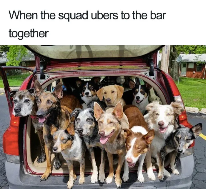 20 Hilarious Uber Animal Memes