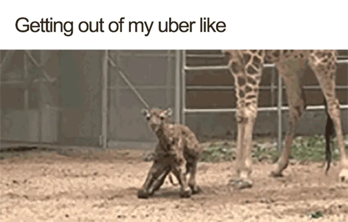 20 Hilarious Uber Animal Memes