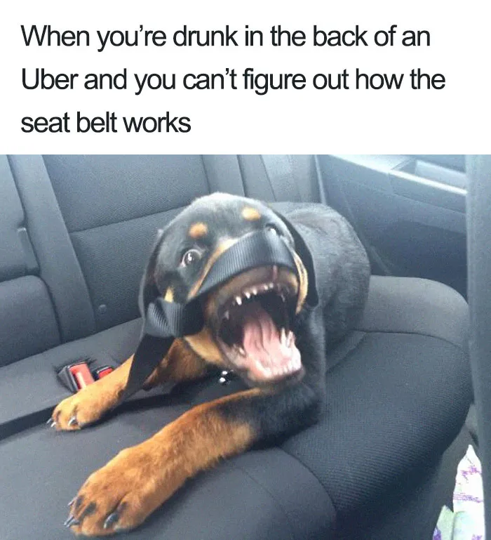 20 Hilarious Uber Animal Memes