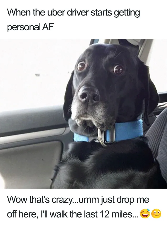 20 Hilarious Uber Animal Memes