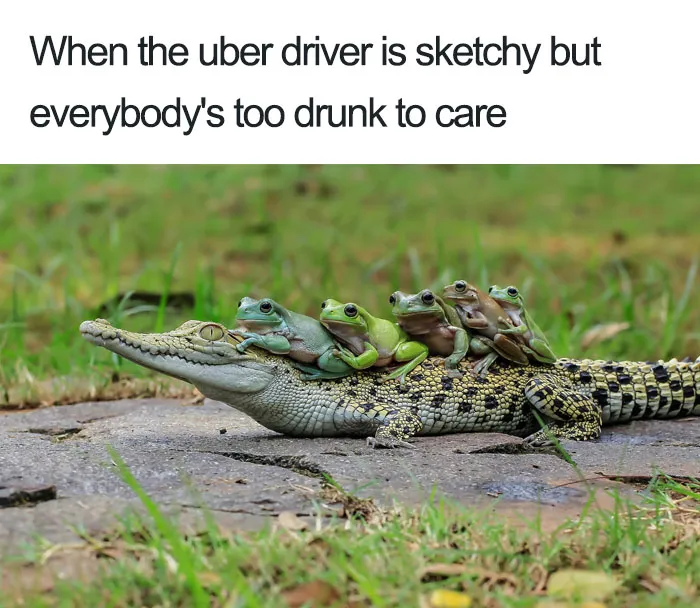 20 Hilarious Uber Animal Memes