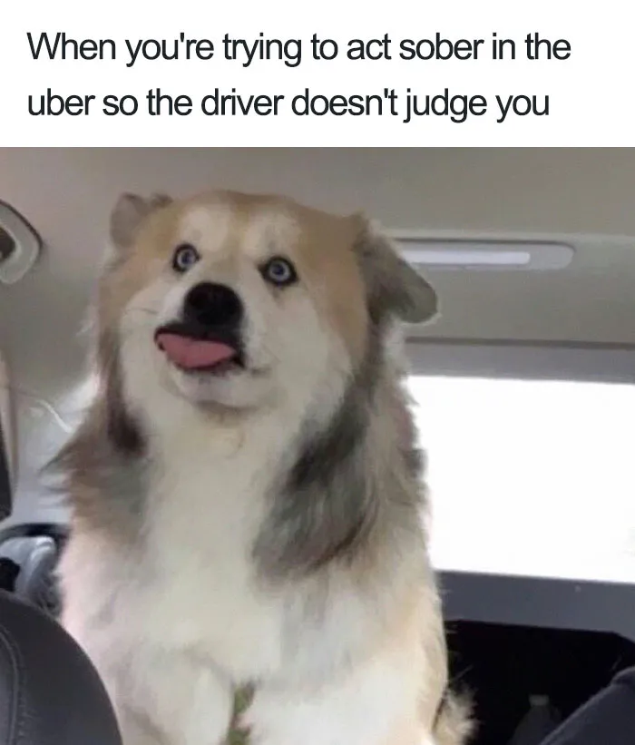 20 Hilarious Uber Animal Memes