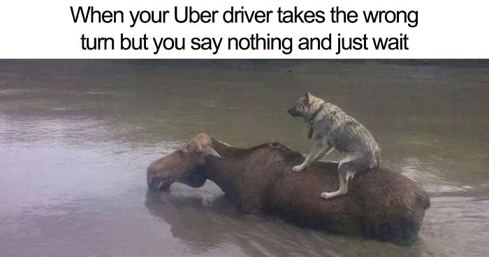20 Hilarious Uber Animal Memes
