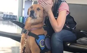 Woman Gets A Panic Attack In An Airport, And The Way Her Service Dog Reacts Will Melt Your Heart