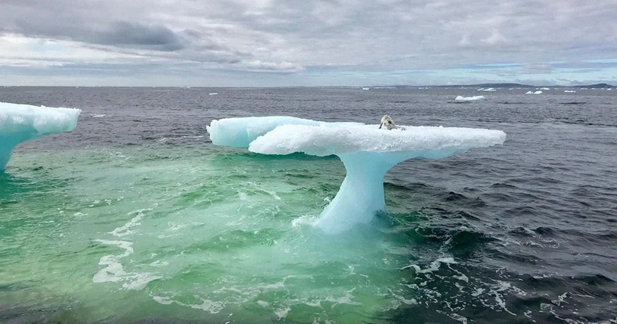 Estos pescadores creyeron ver una foca sobre un iceberg, hasta que miraron más de cerca