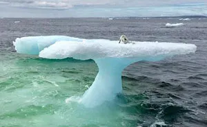 Fishermen Think They Found A Seal Floating On An Iceberg, Then They Take A Closer Look
