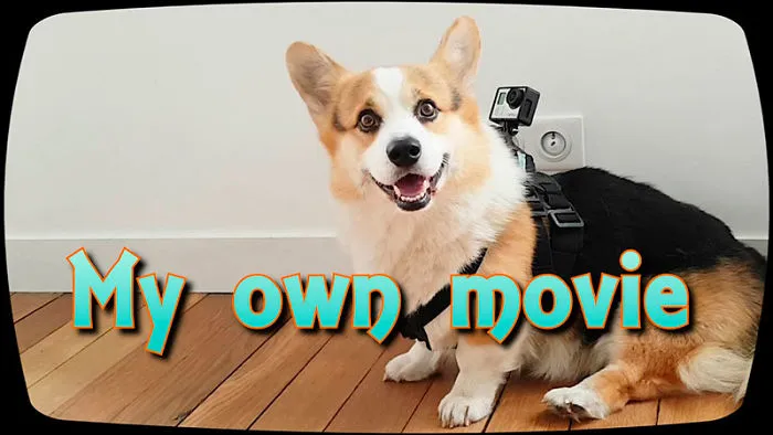 Video Made By Corgi Leo
