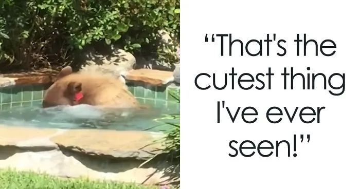 Guy Films Bear Chilling In His Jacuzzi Drinking A Margarita, But It Doesn't End There