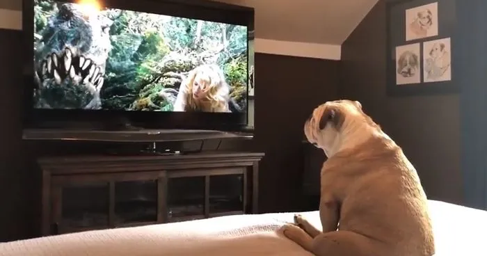Bulldog Watches King Kong, And Her Protective Reaction Is Adorable