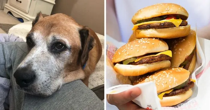 Sick Dog Get His Dream Fullfilled By Burger King After They Offer Free Burgers For The Rest Of His Life
