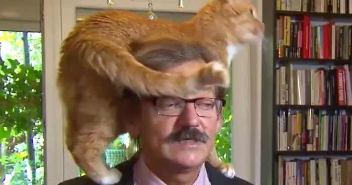 The Way This Polish Academic 'Reacts' When Cat Interrupts His Serious Interview Amuses The Internet