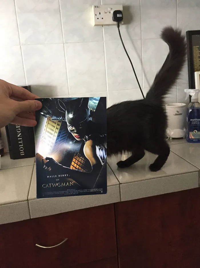 Photographer Follows Cats Around To “Insert” Them Behind Famous Movie Posters, And The Result Is Purrfect