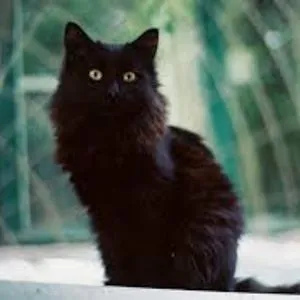 BooBooKitty