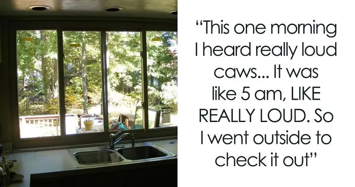 People Share Amazing Examples Of How Smart Crows Are, And Some Are Hard To Believe