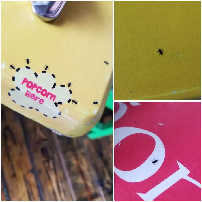 Hormigas pintadas en la mesa. Me he llevado varios sustos mientras comía
