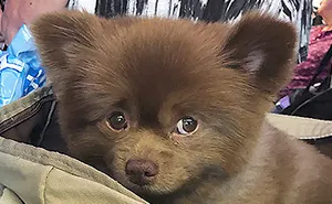 Breeder Abandoned 5-Month-Old Pomeranian Because He Was "Too Big", They Probably Regret It Now