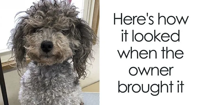 The Way This Japanese Pet Groomer Transforms Dogs Is Going Viral
