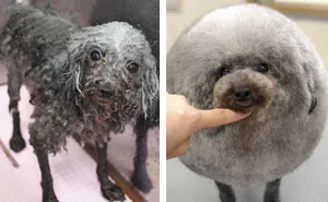 The Way This Japanese Pet Groomer Transforms Dogs Is Going Viral