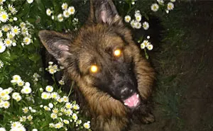 Pizza Guy Sees Dog Running Towards Him At 2AM While Woman Shouts “Shoot Her”, Reaches For His Gun