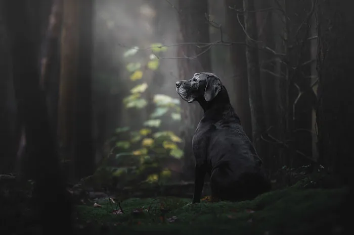 Dog Photographer Of The Year 2018 Overall Winner And Oldies Category 1st Place Winner, Monica Van Der Maden, Netherlands