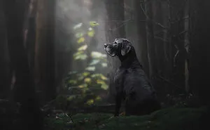 The Best Dog Photos Of 2018 Have Been Announced, And They'll Give You All The Feels