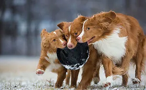 The Best Dog Photos Of 2018 Have Been Announced, And They'll Give You All The Feels