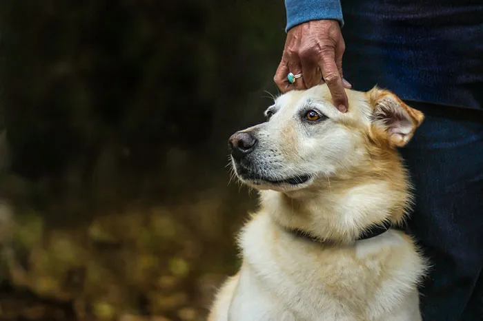 Man’s Best Friend 2nd Place Winner Sherilyn Vineyard, United States Of America