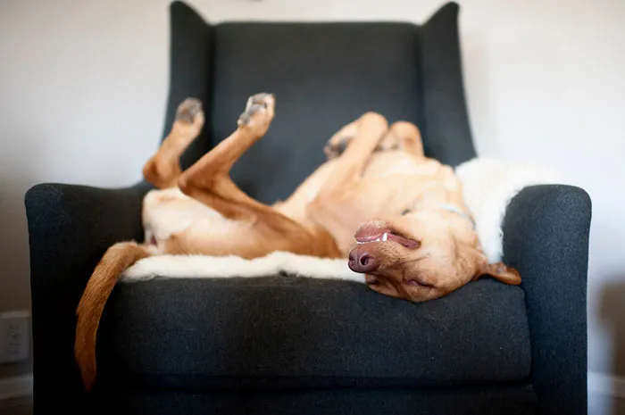 Rescue Dogs Charity Category 2nd Place Winner Leslie Plesser, United States Of America