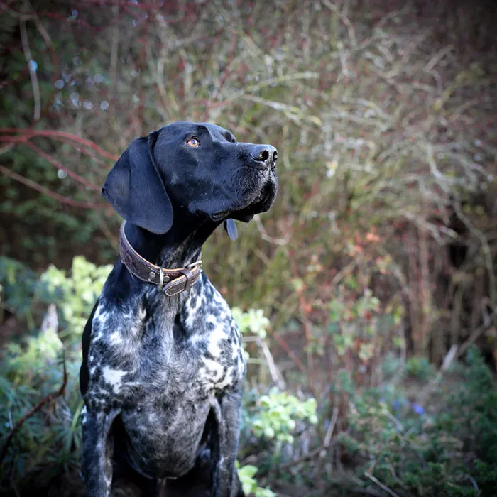 Young Pup Photographer (Aged 11 Years And Under) 3rd Place Winner Maisie Mitford, United Kingdom Age 11