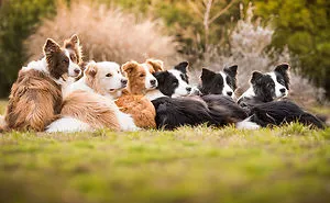 The Best Dog Photos Of 2018 Have Been Announced, And They'll Give You All The Feels