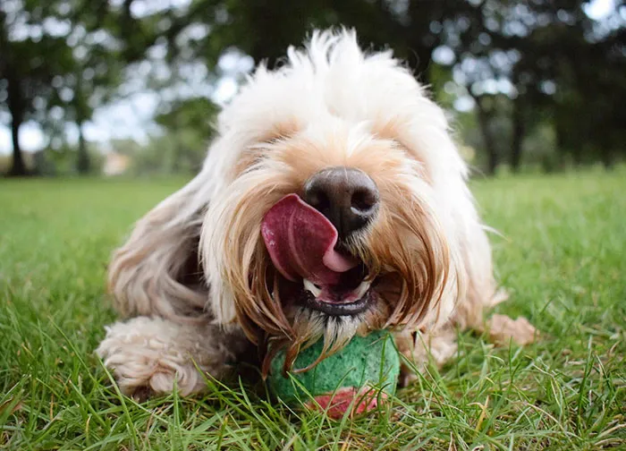 I Love Dogs Because… (Ages 12 To 17) 2nd Place Winner Elise Finney, United Kingdom