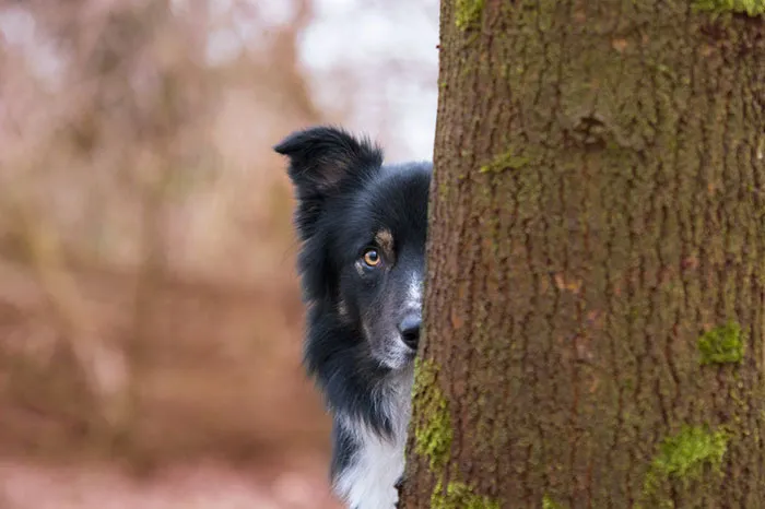 I Love Dogs Because… (Ages 12 To 17) 3rd Place Winner Kirsten Van Ravenhorst, Netherlands