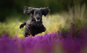 The Best Dog Photos Of 2018 Have Been Announced, And They'll Give You All The Feels