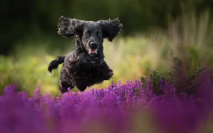 Judges’ Special Mention Dogs At Play Category Alice Loder, United Kingdom