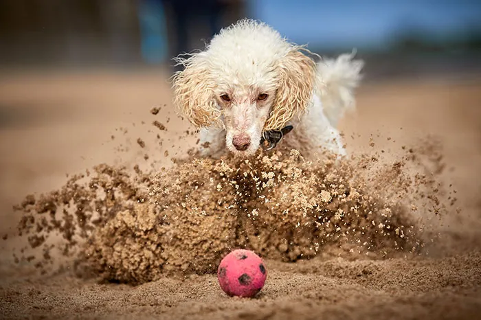 Judges’ Special Mention Dogs At Play Category Darren Hall, United Kingdom