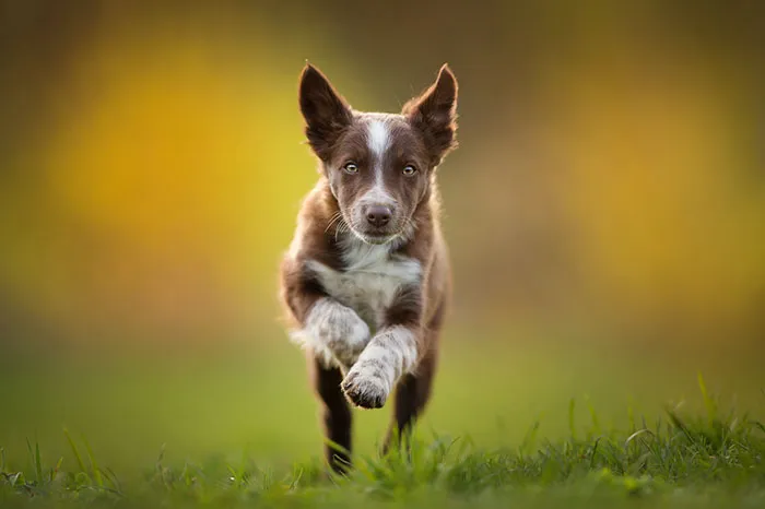 Judges’ Special Mention Puppies Category Alicja Zmyslowska, Poland