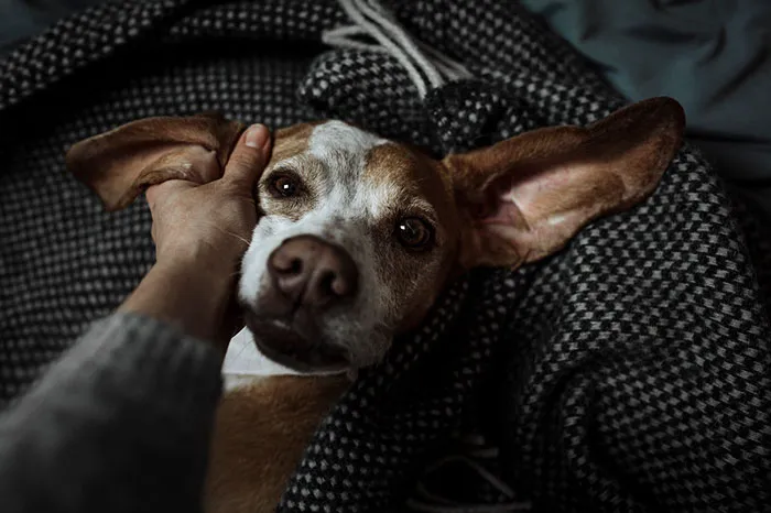 Judges’ Special Mention Rescue Dogs Charity Category Jarmila Eckardt, Germany