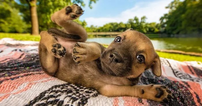 The Best Dog Photos Of 2018 Have Been Announced, And They'll Give You All The Feels