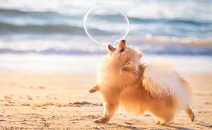 The Best Dog Photos Of 2018 Have Been Announced, And They'll Give You All The Feels