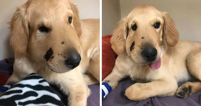 Hero Dog Gets Bitten By A Venomous Rattlesnake After Jumping In Front Of It To Save His Human